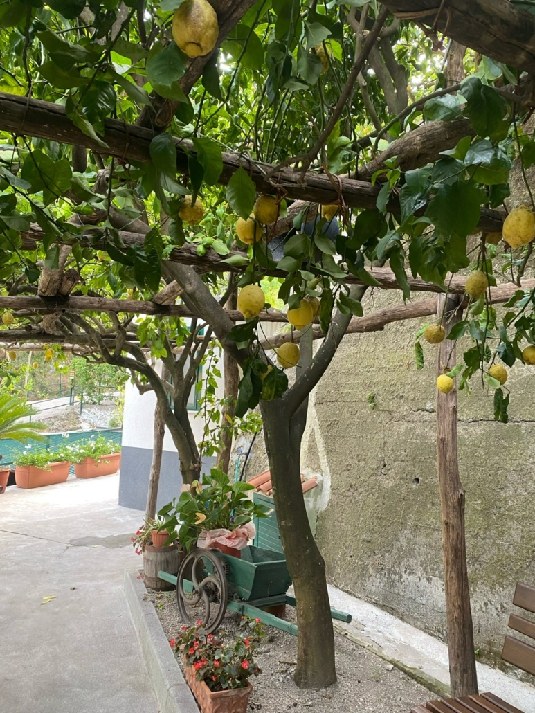 Amalfi lemons