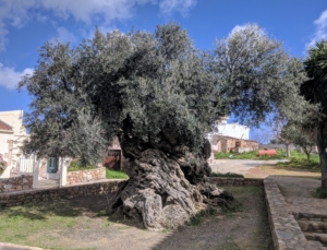 Olive tree