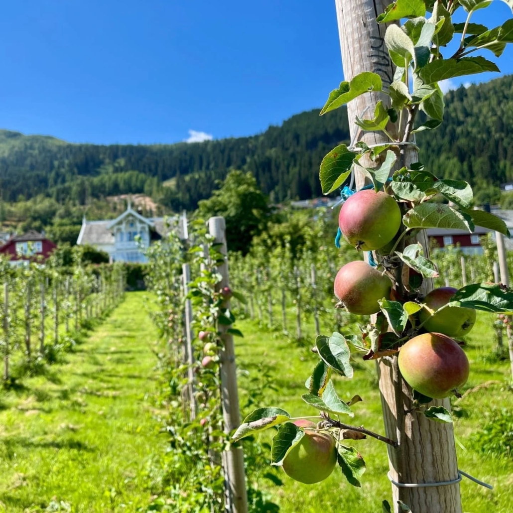 Apple orchard