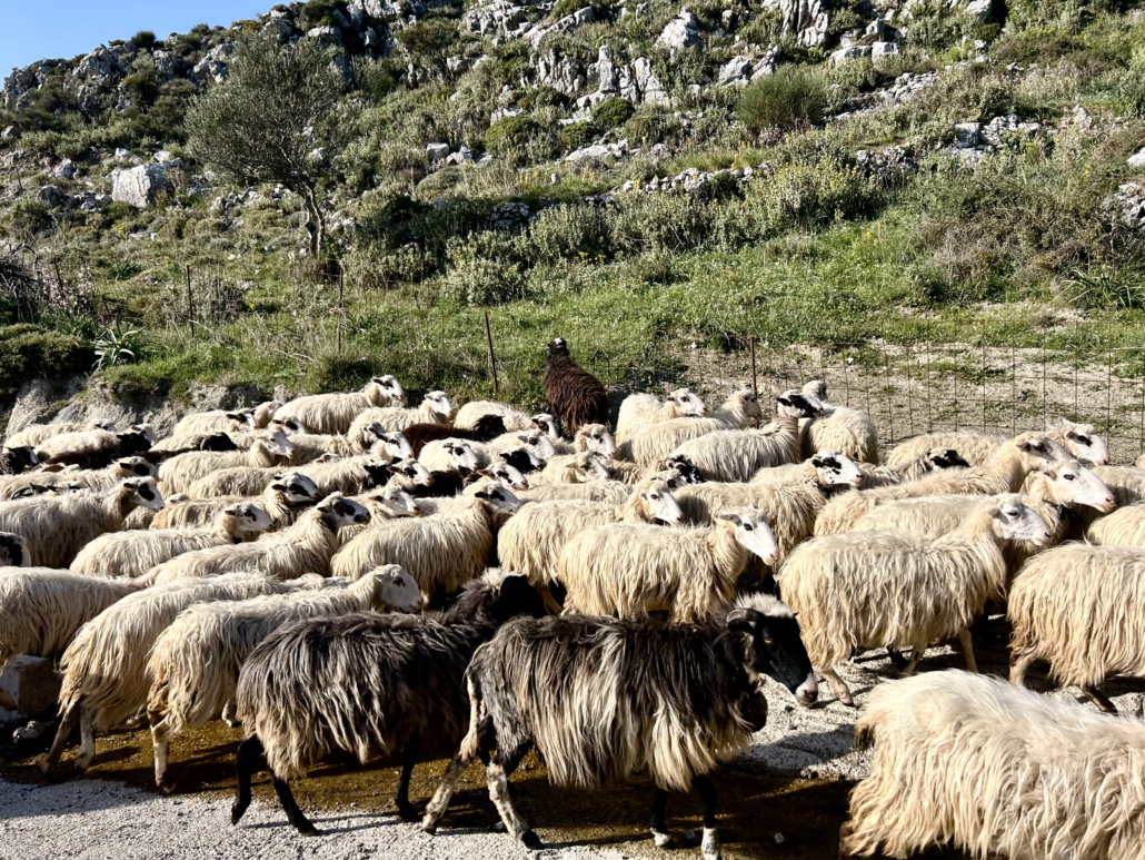 Sheep