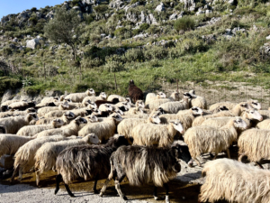 Sheep