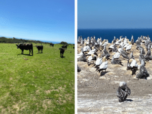 NZ animals