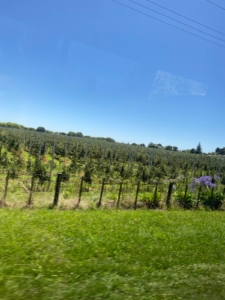 Apples in NZ