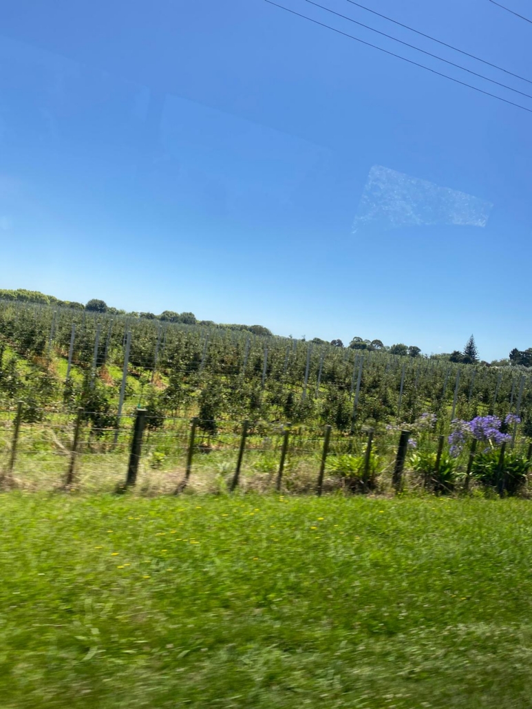 Apples in NZ