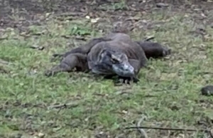 Komodo dragon