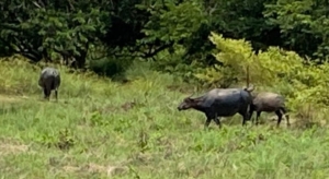 Water buffalo
