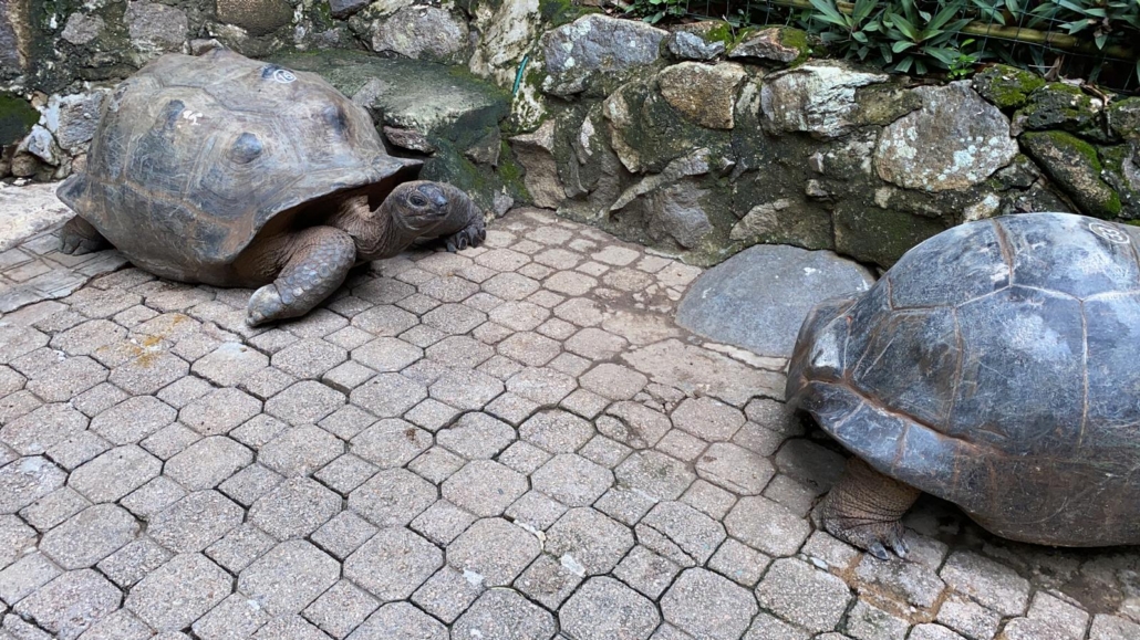 Tortoises