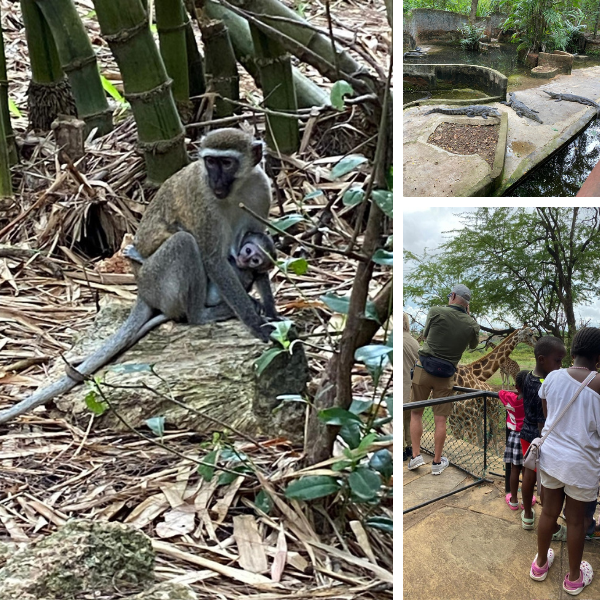 Animals in Mombasa