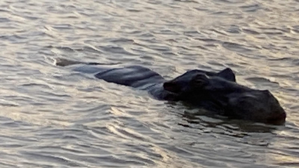 Hippo