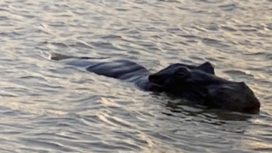 Hippo