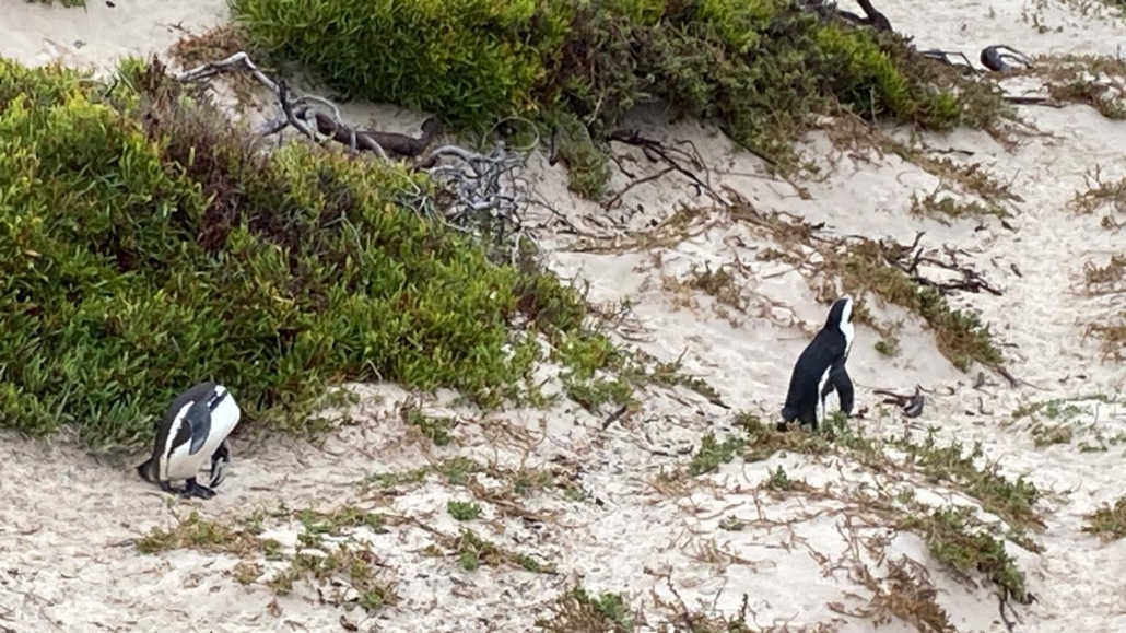 Penguins in Cape Town